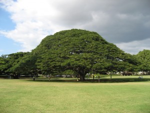 ⑤ハワイ　モアナガーデン　この木なんの木